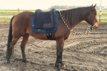 Barebackpad Support Small/ Medium met Dring op voorste steun